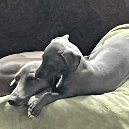Italian Greyhound Puppies from Fisher Link