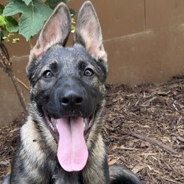 Simply Stunning, Dock Diving Pro - Sable German Shepherd puppy in Tennessee from StoneWall