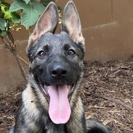Simply Stunning, Dock Diving Pro - Sable German Shepherd puppy in Tennessee from StoneWall