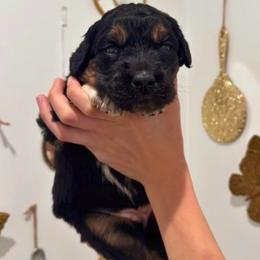 Nellie Jo - Black female Saint Berdoodle puppy in Mesa, Arizona from Desert Bohunk Doodles and Branded Bullies