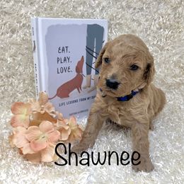 Goldendoodle Puppies from Ming’s Dynasty Doodles