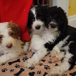 Labradoodle Puppies from Tyson's Farm Doodles