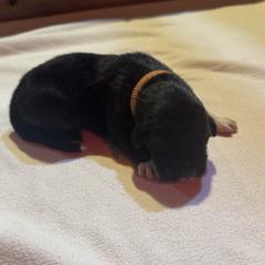 Girl 2 - female Karakachan puppy in Franklin, Pennsylvania from Harvest Plantation