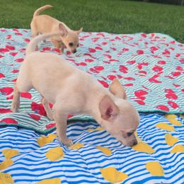 Taco - Fawn and white male Chihuahua puppy in Amity, Pennsylvania from Baxters Chihuahuas