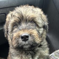 Bouvie boy - Black and gray male Bouvier des Flandres puppy in Bethlehem, Connecticut from Bouviers Gate House