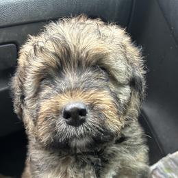 Bouvie boy - Black and gray male Bouvier des Flandres puppy in Bethlehem, Connecticut from Bouviers Gate House