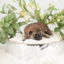Alice -FULL AKC REGISTRATION- - Red female Shiba Inu puppy in Neosho, Missouri from Kenny Cave K9s