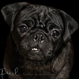 Pearl - Pug