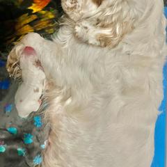Clumber Spaniel Puppies from Briton Clumber Spaniels