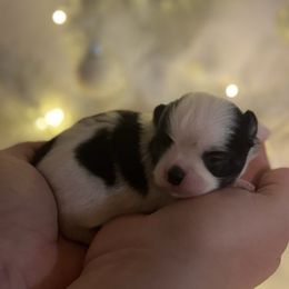 Tinsel - Black and white female Chihuahua puppy in Breese, Illinois from Casey's Chihuahuas and mini Dachshunds
