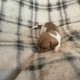 Sourdough - Piebald male Dachshund puppy in Gainesville, Georgia from Emory Farms