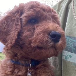 Poodles from Auburn Red Standard Poodles