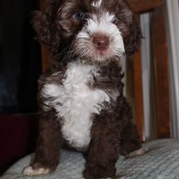 Australian Labradoodle Puppies from Doodle Inn Labradoodles