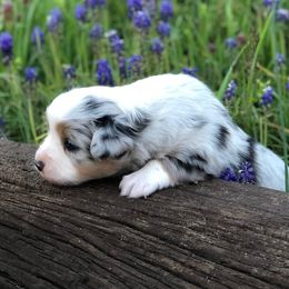 Miniature Australian Shepherds from Stonewall Ranch Aussies