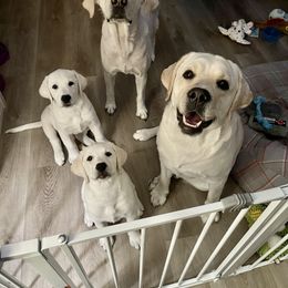 Labrador Retriever Puppies from Moca's Labradors