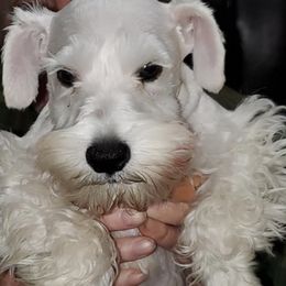 Miniature Schnauzers from Schnauzers on a Mission
