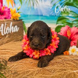 Oahu - Red female Aussiedoodle puppy in Roebuck, South Carolina from Dani's Dandy Doodles