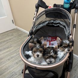 Biewer Terrier puppies from Puppy Boutique