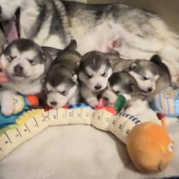 Alaskan Malamute Puppies from Sno-Ridge Alaskan Malamutes est 1972