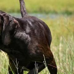 Pudelpointers from Southern Point Pudelpointers