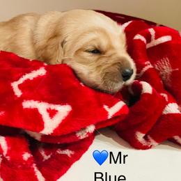 Boy 4 - Golden male Golden Retriever puppy in Carmichael, California from Sadie Lane Family Goldens