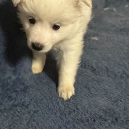 Teddy - White American Eskimo Dog puppy in Port Clinton, Pennsylvania from Angelfrost American Eskimo puppies