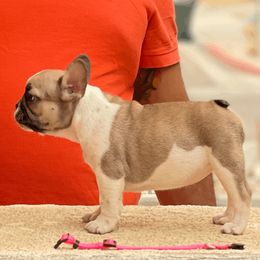 French Bulldogs from Arquivolta Kennel