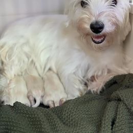 Jewels - West Highland White Terrier