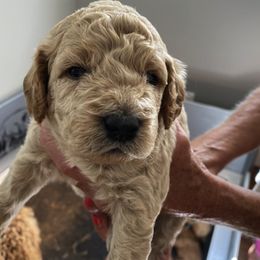 Goldendoodle and Labradoodle Puppies from Parks Avenue Goldendoodles