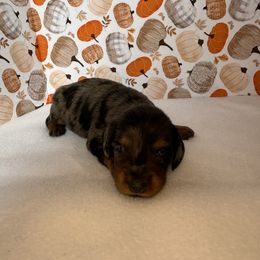 Khloe - Dapple female Dachshund puppy in Mountain Grove, Missouri from Happy Hounds and More🐾
