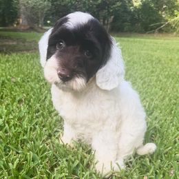 June - Tri-color female Australian Labradoodle puppy in Covington, Louisiana from Bayou Doodles