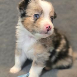 Cobain - Blue merle male Miniature Australian Shepherd puppy in Reno, Nevada from Battle Born Mini Aussies