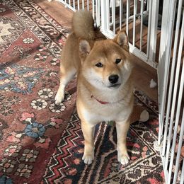 Tochi - Shiba Inu