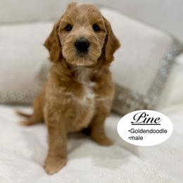 Pine - Apricot male Goldendoodle puppy in Jackson, Mississippi from T.M. Poodles & Doodles