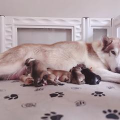 Boy 1 - male Native American Indian Dog puppy in Green Creek, North Carolina from NAID Preservation Project: Corn Moon Medicine Dogs