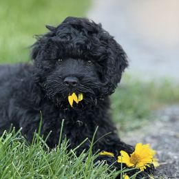 White boy - Black male Cockapoo puppy in Rigby, Idaho from Elkington Family Farms LLC