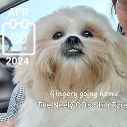 Gingery - Red Shih Tzu puppy in North Houston/Spring, Texas from The Neely OO's Shih Tzus