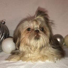 Shih Tzus from Shih Tzu Crue