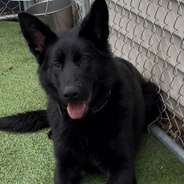 Girl 4 - Bi-color German Shepherd puppy in Amesbury, Massachusetts from Fox Hill Farm & K9