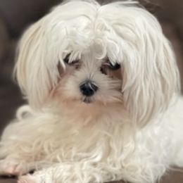 Maltese from Peacekeeper Kennels