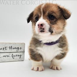 Oatmeal Raisin - Red female Pembroke Welsh Corgi puppy in Kiowa, Colorado from Cool Water Corgis LLC