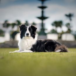 Cherry - Border Collie