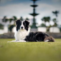 Cherry - Border Collie