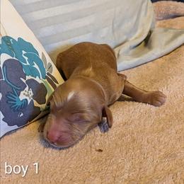 Boy 1 - Buff male Cockapoo puppy in Sunset, Louisiana from Cano Cockapoos