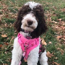Poodle Puppies from Dogtastic Kennels