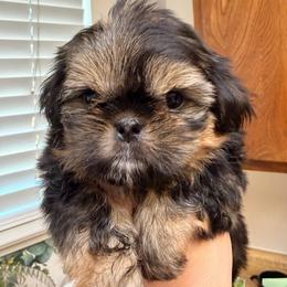 Dobi small blue gray - Black and tan female Shih Tzu puppy in Citrus Heights, California from The Lion dog Shih Tzu