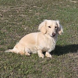 Eleanor - Dachshund