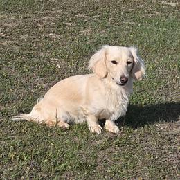 Eleanor - Dachshund