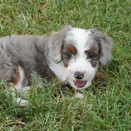 Reese BMF most white - Blue merle female Aussiedoodle puppy in Lawton, Oklahoma from Lindsey’s Aussies