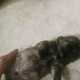 Shih Tzu Puppies from Peterson Shih Tzus